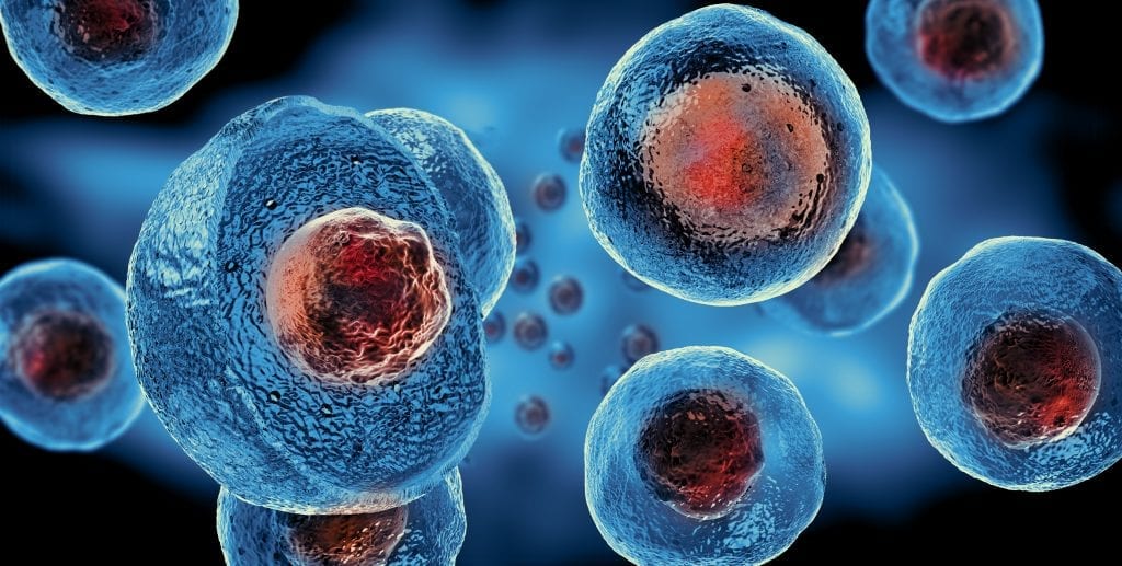 Stammzellen Ansicht